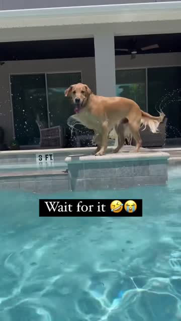 Stay Dog video hook